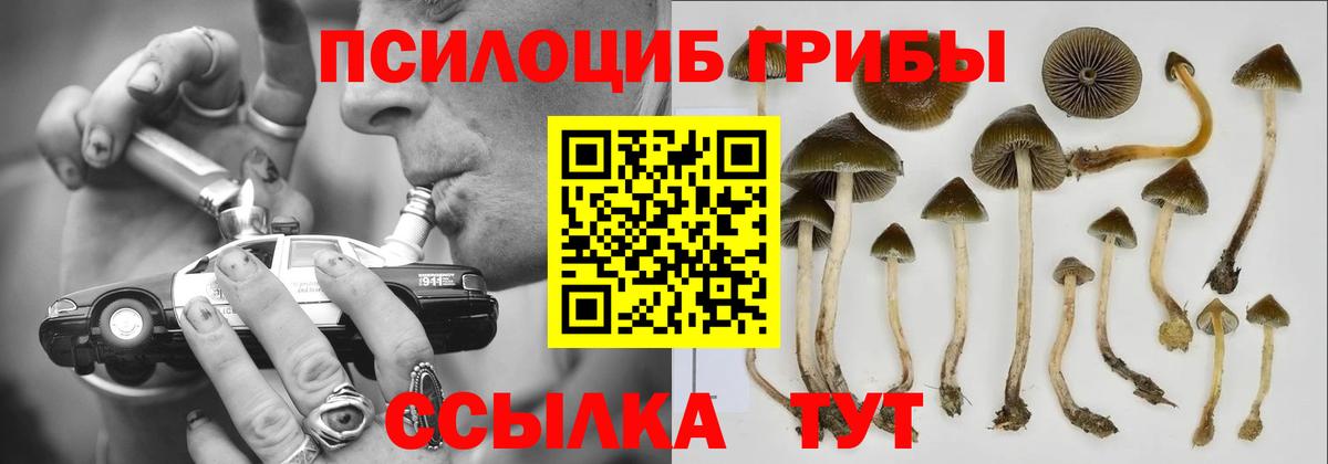 продажа наркотиков  Галлюциногенные грибы Psilocybine cubensis  Александров  Вход с VPN  Псилоцибиновые грибы ЛСД 